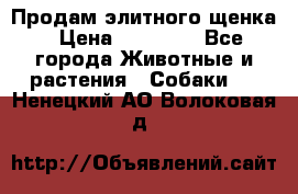 Продам элитного щенка › Цена ­ 30 000 - Все города Животные и растения » Собаки   . Ненецкий АО,Волоковая д.
